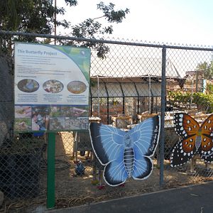 Endangered butterfly breeding program