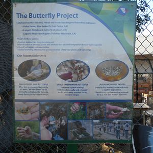 Endangered butterfly breeding program