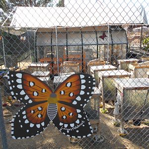 Endangered butterfly breeding program