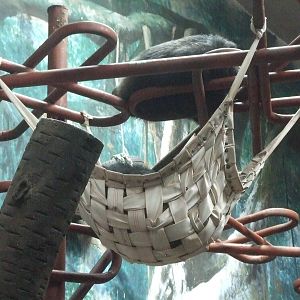 Chimpanzee's hammock