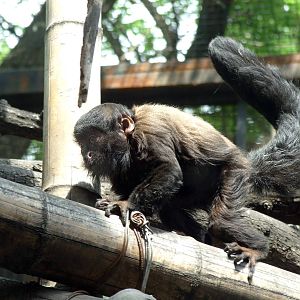 Black bearded saki (Chiropotes satanas) born in 2013