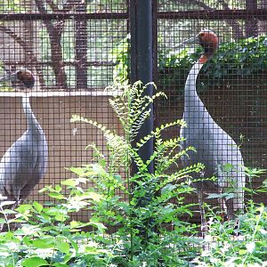 sarus crane (Grus antigone)