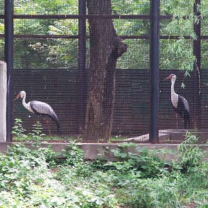 wattled crane (Bugeranus carunculatus)