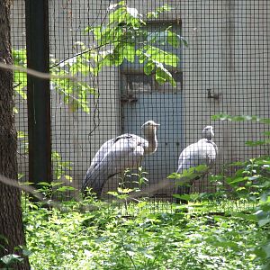 blue crane (Anthropoides paradiseus)