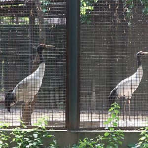 black-necked crane (Grus nigricollis)