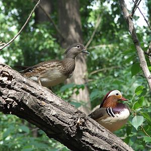 wild mandarin ducks