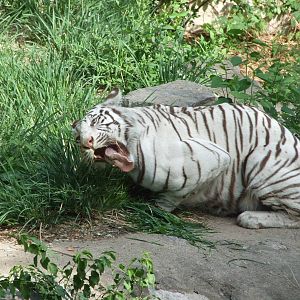 Tiger eating grass