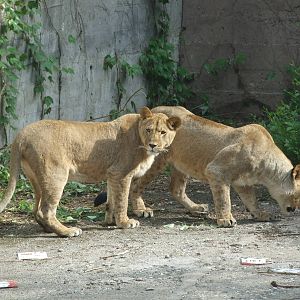 Young lionesses