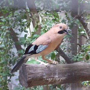 Beijing jay (Garrulus glandarius pekingensis)