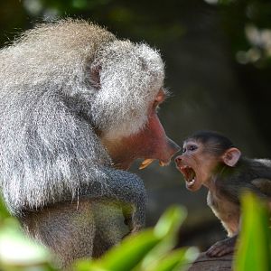 Horus and baby Tomkay