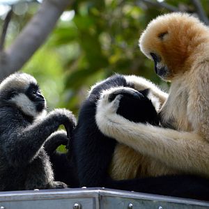 Viet and her daughters