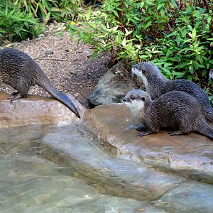 Asian Short-clawed otters