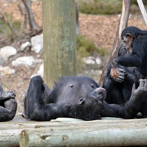 Tsotsi, Soona, Boyd and Zuri
