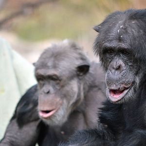 Sandali (with Boyd and Tsotsi)