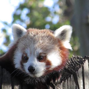 Red Panda's