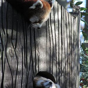 Red Panda's