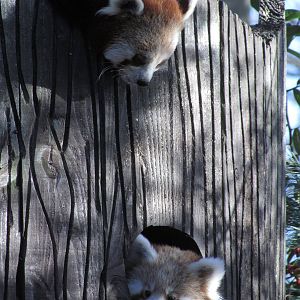 Red Panda's