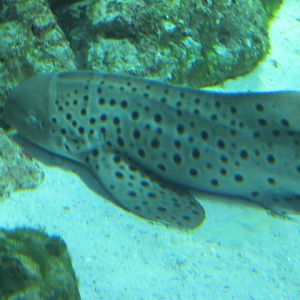 Zebra Shark 2015