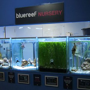 Nursery tanks 2015