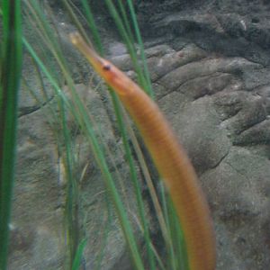 Pipe fish species 2015