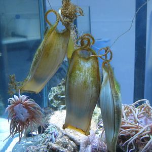 Egg cases 2015 Ray or Shark ?