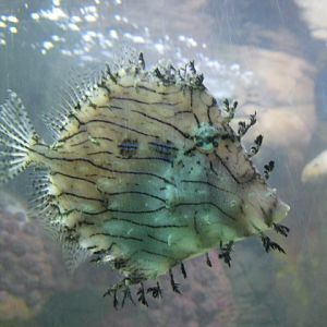 Tasselled Filefish 2015