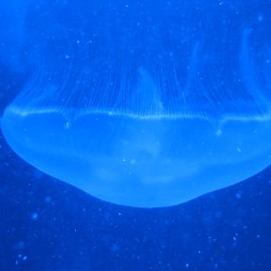 Moon Jellyfish 2015.