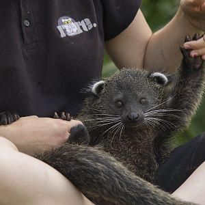 Young Palawan binturong