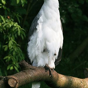 White-bellied Sea Eagle (Haliaeetus leucogaster), May 2009