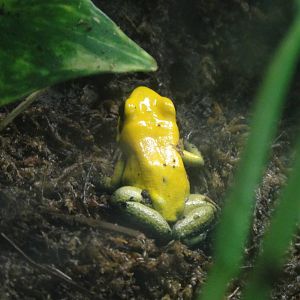 Black-leg Poison Dart Frog at Dallas zoo 2015-03-12