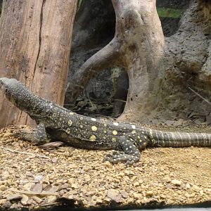 Crocodile Monitor at Dallas zoo 2015-03-12