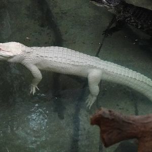 White Alligator at Dallas zoo 2015-03-12