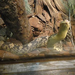 Louisiana Pine Snake at Dallas zoo 2015-03-12