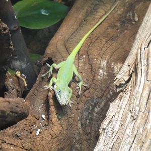 Green Anole at Dallas zoo 2015-03-12