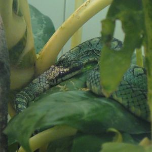 Sri Lankan Pit Viper at Dallas zoo 2015-03-12