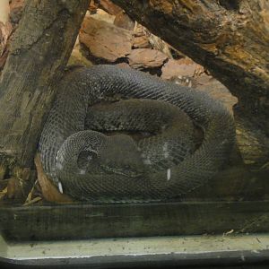 Mangrove Viper at Dallas zoo 2015-03-12
