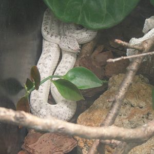 McGregor's Viper at Dallas zoo 2015-03-12