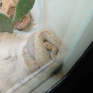 Neotropical Rattlesnake at Dallas zoo 2015-03-12