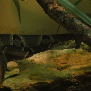 Terciopelo at Dallas zoo 2015-03-12