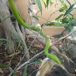 Eastern Green Mamba at Dallas zoo 2015-03-12