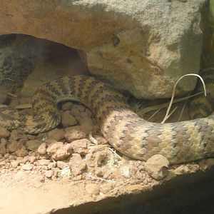 Common Death Adder at Dallas zoo 2015-03-12