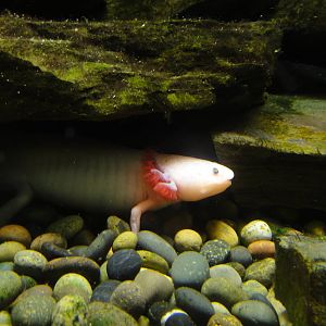 Mexican Axolotl at Dallas zoo 2015-03-12