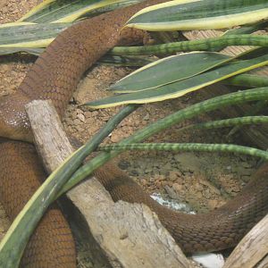 Red Spitting Cobra at Dallas zoo 2015-03-12
