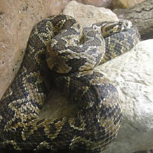Palestine Viper at Dallas zoo 2015-03-12