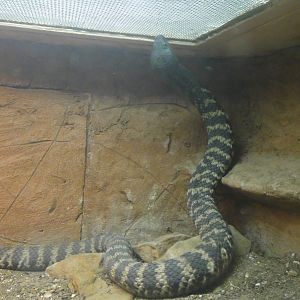 Rinkhal's Cobra at Dallas zoo 2015-03-12