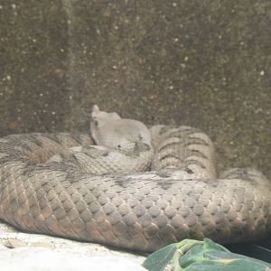 Long-nosed Viper at Dallas zoo 2015-03-12