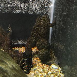 African Clawed Frog at Dallas zoo 2015-03-12