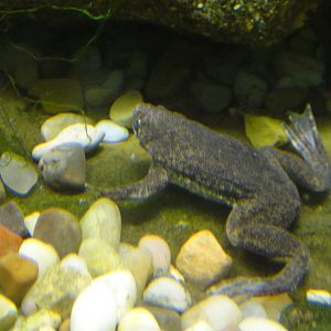 Surinam Toad at Dallas zoo 2015-03-12
