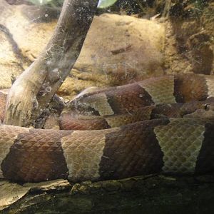 Broad-banded Copperhead at Dallas zoo 2015-03-12
