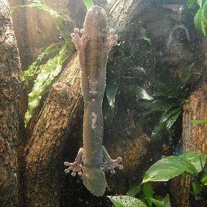 Giant Leaf-Tailed Gecko at Dallas zoo 2015-03-12